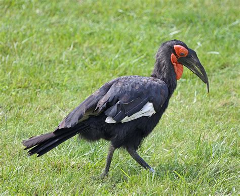 Pictures and information on Southern Ground-hornbill