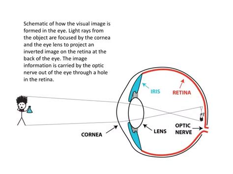 Image result for Real Image Formation