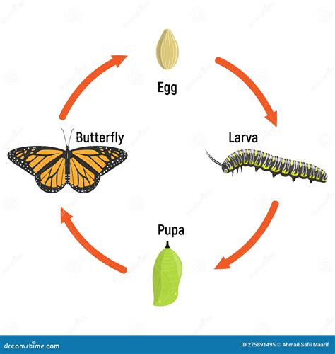 Butterfly Life Cycle Metamorphosis Stock Illustration - Illustration of ...