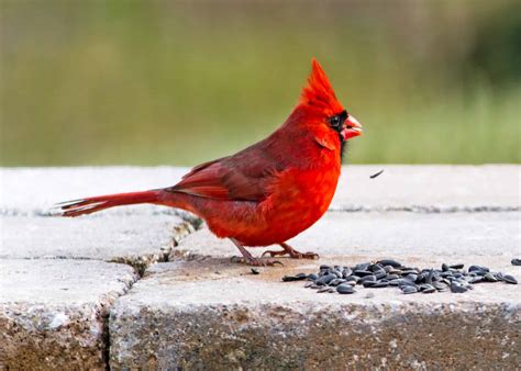 What Type Of Bird Seed For Cardinals at Victor Adkins blog