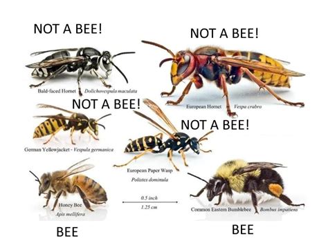Image result for Bee Coding Java
