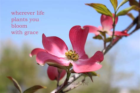 Quotes About Flowers Inspirational at Andrew Ross blog