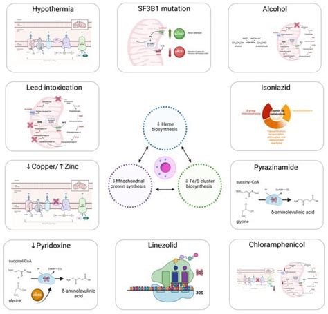 Causes and Pathophysiology of Acquired Sideroblastic Anemia