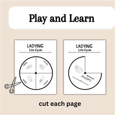 Image result for Ladybug Life Cycle Printable