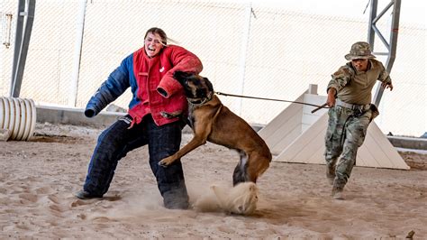 Military Working Dog Bite Training > U.S. Air Forces Central > Display