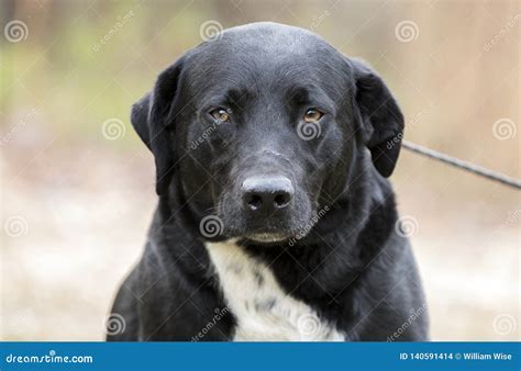Border Collie Labrador Retriever Mixed Breed Dog Stock Photo - Image of ...