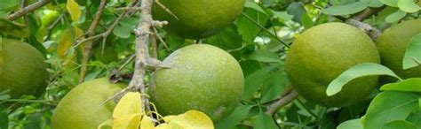 MSK EVER GREEN Live Bel Tree, Bilva Patra, Bel Patra- Plant With Pot ...