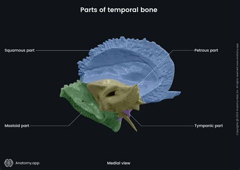 Temporal Bone Petrous Part Anatomy Photo Showing The General