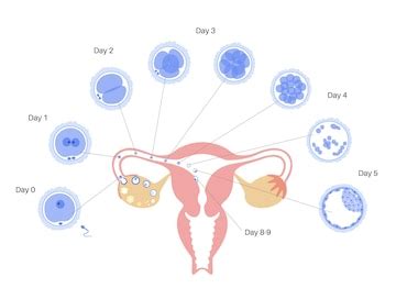 Image result for Ovulation and Fertilization Process