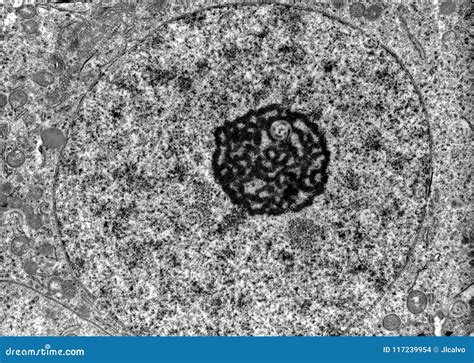 Animal Cell Under Transmission Electron Microscope / Cells viewed with ...