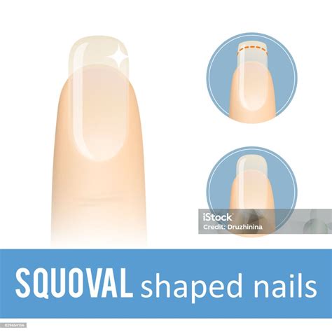 Nail Shape Squoval Stock Illustration - Download Image Now - Art, Arts ...