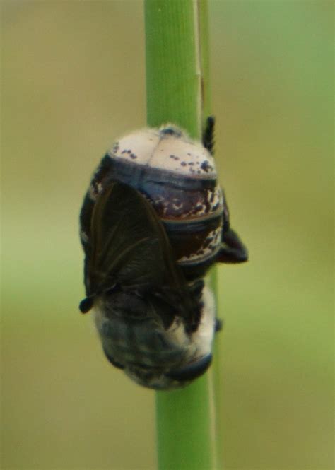 Image result for Mouse Bot Fly