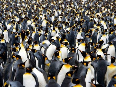 Trivia Quiz About Animal Groups