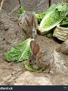 Image result for Wild Baby Jack Rabbits