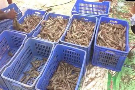 हरियाणा में झींगा मछली पालन किसानों की बनी पहली पसंद, 4 महीने में ही ...