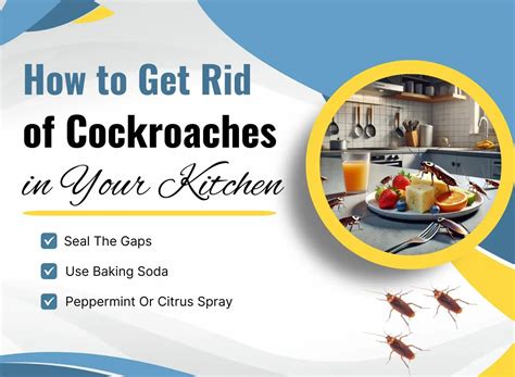 13 Best Tips - How to Get Rid of Cockroaches in Your Kitchen