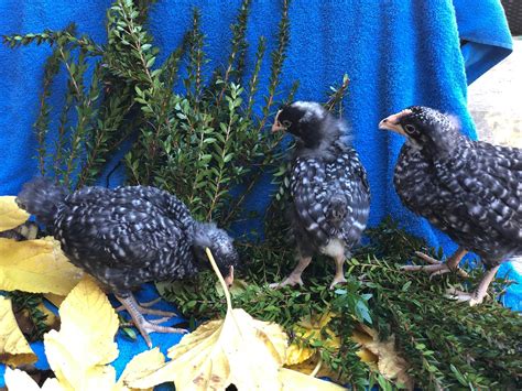 Barred Plymouth Rock BANTAMS -- Upcoming Hatches – Backyard Chickies