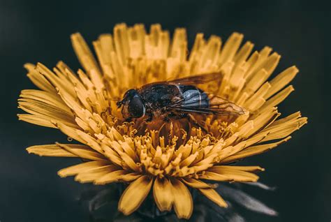 How Flowers Communicate Through Color: The Language of Pollination | Color Meanings