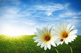 Image result for What Flowers in Spring
