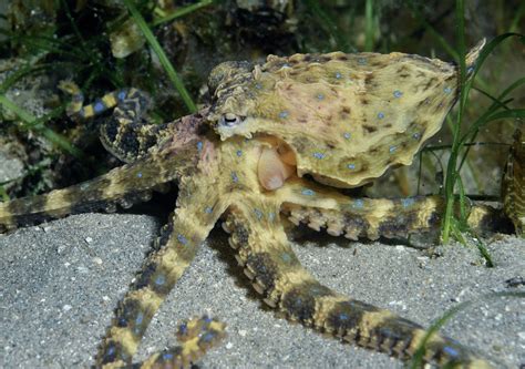 Image result for Blue-Ringed Octopus Attack