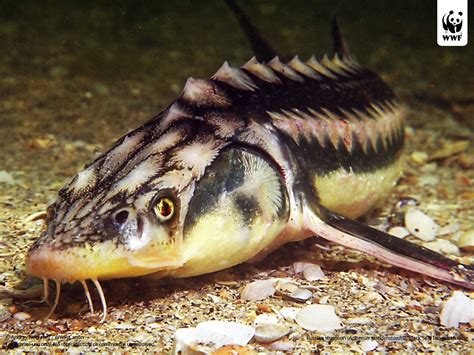 Sturgeon | WWF