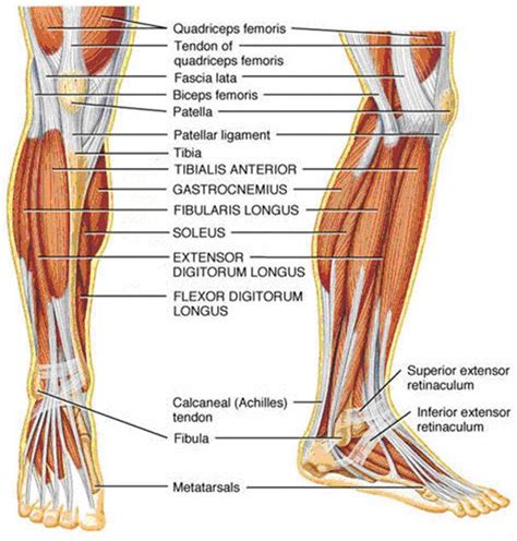 leg tendons diagram