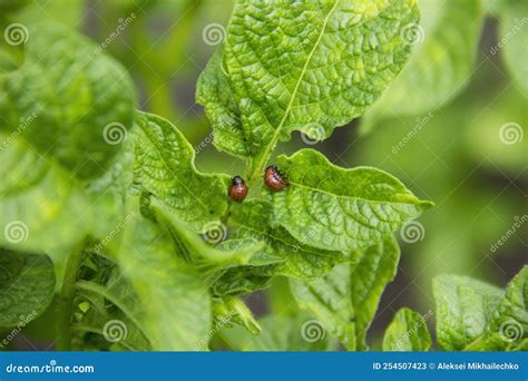 Larva of the Colorado Beetle Sitting on a Potato Leaf. Stock Image ...