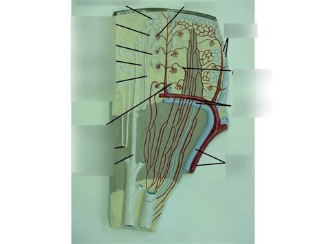 Image result for Nephron Model Project Images Using Clay
