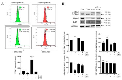 The Novel Anticancer Aryl-Ureido Fatty Acid CTU Increases Reactive ...