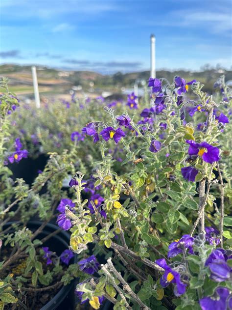 Solanum xanti 'Mountain Pride' - Devil Mountain Wholesale Nursery