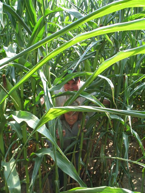 Corn Maze - J Razz and Tazz Farm, LLC