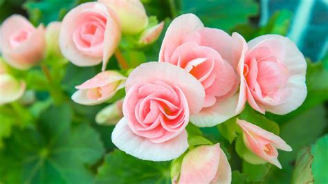 How To Care For Mini Roses (Miniature Roses Grow Tips)