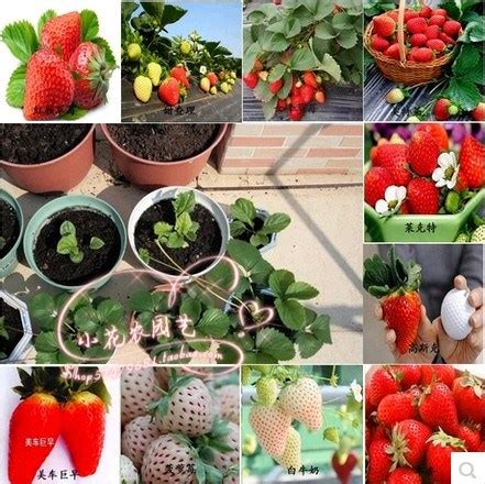 绿色集成（二） | 草莓种植有妙招，幼果管理很重要-中科禾一（大连）农业科技有限公司