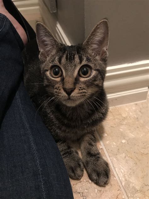Parker the 4 Month Old Tabby Kitten