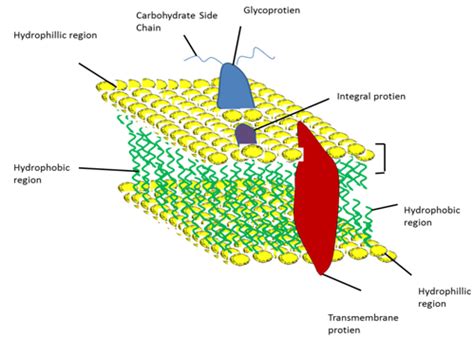 Figure 1: The architecture of the cell membrane