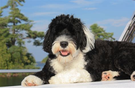 Black And White Dog Breeds | The Smart Dog Guide