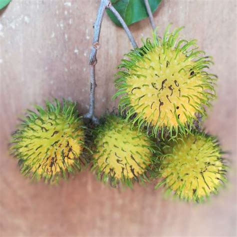 Rambutan - Muar Gading - Hybrid Fruit Plant – M-Tech Gardens
