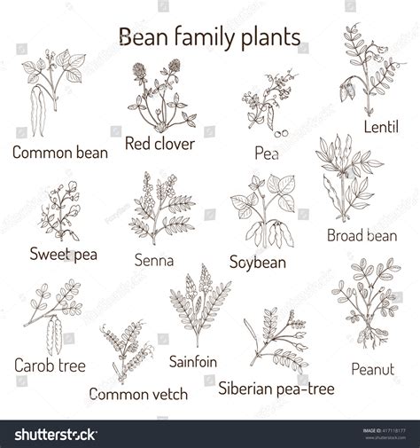 Bean Family Plants Fabaceae Leguminosae Papilionaceae Stock Vector ...