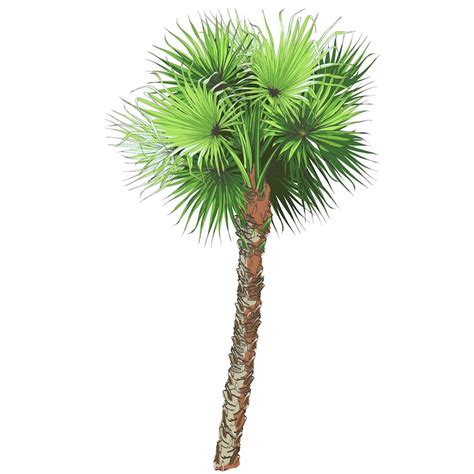 Palmera canaria Vectors - Download Free High-Quality Vectors from ...