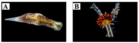 Two Seas for One Great Diversity: Checklist of the Marine ...