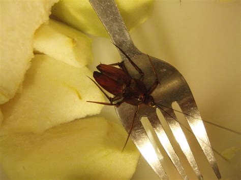 Cockroach Fly Tutorial 的图像结果