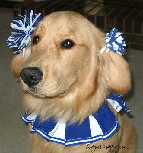 Golden Retriever Puppy Costumes at Linda Siddiqui blog