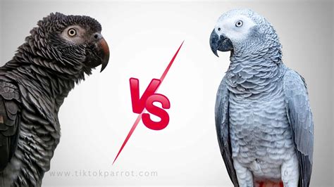 African Grey Parrot Congo vs Timneh