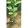 Lal Chandan Plant upto 2ft Height - Indian Red Sandalwood Live Saplings ...