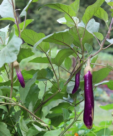 3 Signs Your Eggplant Is Ready to Harvest • Gardenary