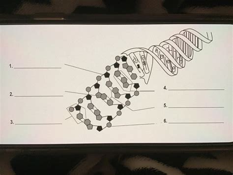 DNA Replication Structure 的图像结果