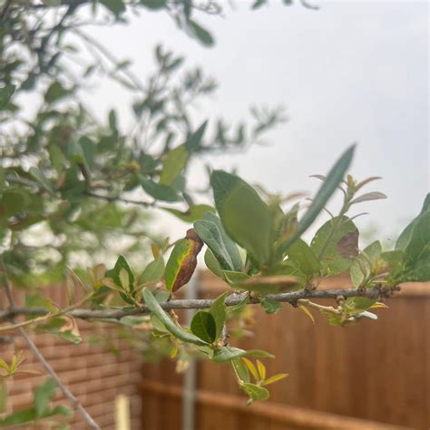 Image result for Sapling App