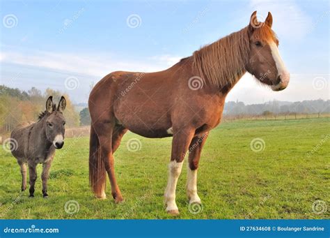 Difference Between Horse And Donkey at Anthony James blog