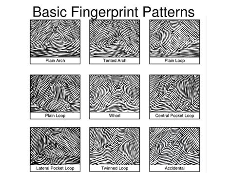 Image result for Basic Patterns of Fingerprints