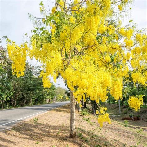Buy Avenue Trees (plants) Online India at best price on PlantsGuru